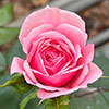 Harkness Rose Jennifer Rose Sell Harkness Rose Jennifer Rose Sell