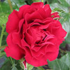 Harkness Rose Special Grandad �
