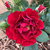 Harkness Roses - Amys Rose