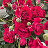 Harkness Roses - Amys Rose