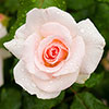 Harkness Rose Congratulations �