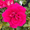 Harkness Rose Perfect Match ® Harkness Rose Perfect Match ®