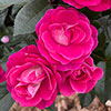 Harkness Rose Perfect Match ® Harkness Rose Perfect Match ®