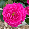 Harkness Rose Perfect Match ® Harkness Rose Perfect Match ®