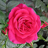 Harkness Rose Perfect Match ® Harkness Rose Perfect Match ®