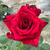 Harkness Rose Pride of England