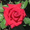 Harkness The England Rugby Rose