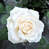 Harkness Rose Happy Birthday White �