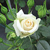 Harkness Rose Diana, Princess of Wales