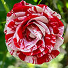 Rose Raspberry Ripple (Papageno)