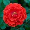 Harkness Rose Remembrance ™ Harkness Rose Remembrance ™