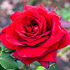Rose Royal William