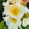 Harkness Rose Simple Yellow �
