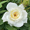 Harkness Rose Snowcap