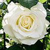 Harkness Rose White Patio