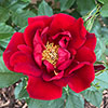 Harkness Rose Special Dad �