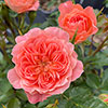 Harkness Rose Sweet Wonder