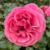 Harkness Rose Special Grandma �
