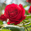 Patio Standard Red Rose