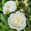 Patio Standard White Rose