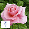The Saga Rose