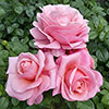 The Saga Rose