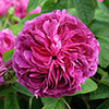 Rose Charles de Mills