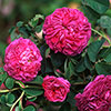 Rose Charles de Mills