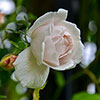 Rose Madame Alfred Carri�re