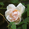 Rose Madame Alfred Carri�re
