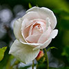 Rose Madame Alfred Carri�re