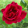 Rose Guin�e