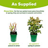 Rose Guin�e