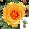 Gift Wrapped Harkness Rose Amber Queen �