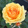 Gift Wrapped Harkness Rose Amber Queen �