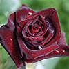 Rose Black Baccara