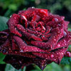 Rose Black Baccara