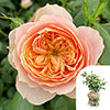 Harkness Roses - Gift Wrapped Born Free Rose �