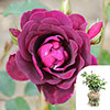 Gift Wrapped Rose Burgundy Ice