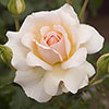 Gift Wrapped Harkness Rose Chandos Beauty �