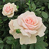 Gift Wrapped Harkness Rose Chandos Beauty �
