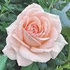 Gift Wrapped Harkness Rose Chandos Beauty �