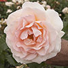 Gift Wrapped Harkness Rose Chandos Beauty �