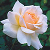 Gift Wrapped Harkness Rose At Peace Apricot �