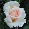 Gift Wrapped Harkness Rose At Peace Apricot �