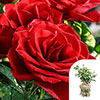 Gift Wrapped Harkness Rose Happy Birthday Red �