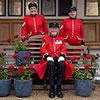 Gift Wrapped Harkness Rose Chelsea Pensioner �