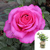 Gift Wrapped Harkness Fab at 70 ® Birthday Rose Gift Wrapped Harkness Fab at 70 ® Birthday Rose