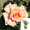 Gift Wrapped Harkness Rose Climbing Compassion �