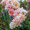 Gift Wrapped Harkness Rose Climbing Compassion �